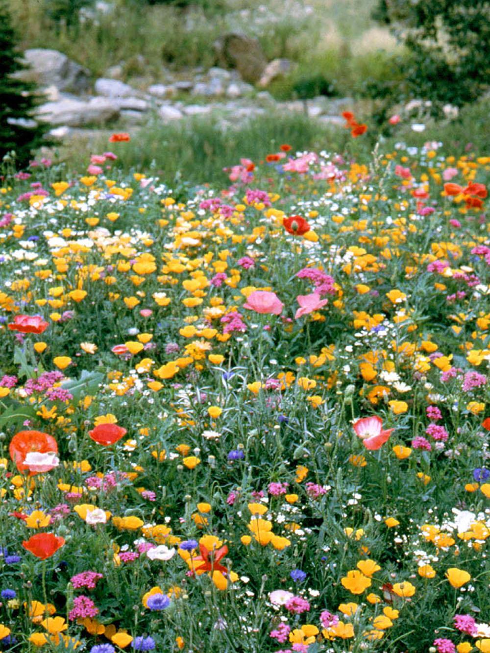 Knee-Hi Wildflower Mix